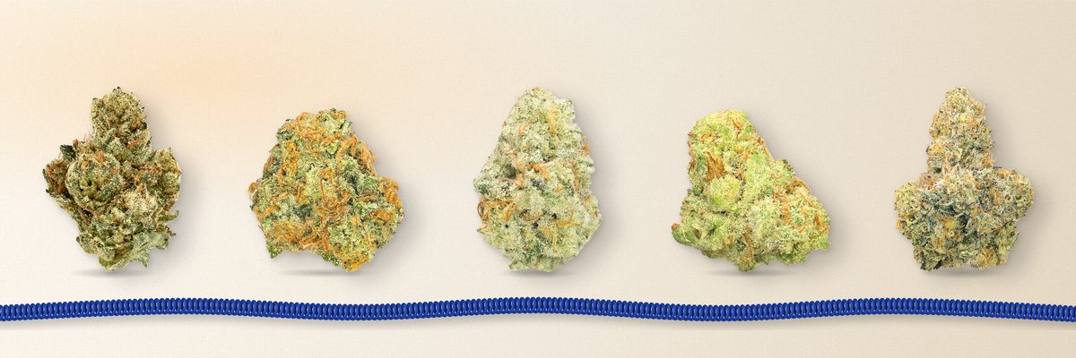 Alien OG, Sour Tangie, Super Lemon Haze, Guava and Island Sweet Skunk cannabis flower in a row above a cobalt phone cord