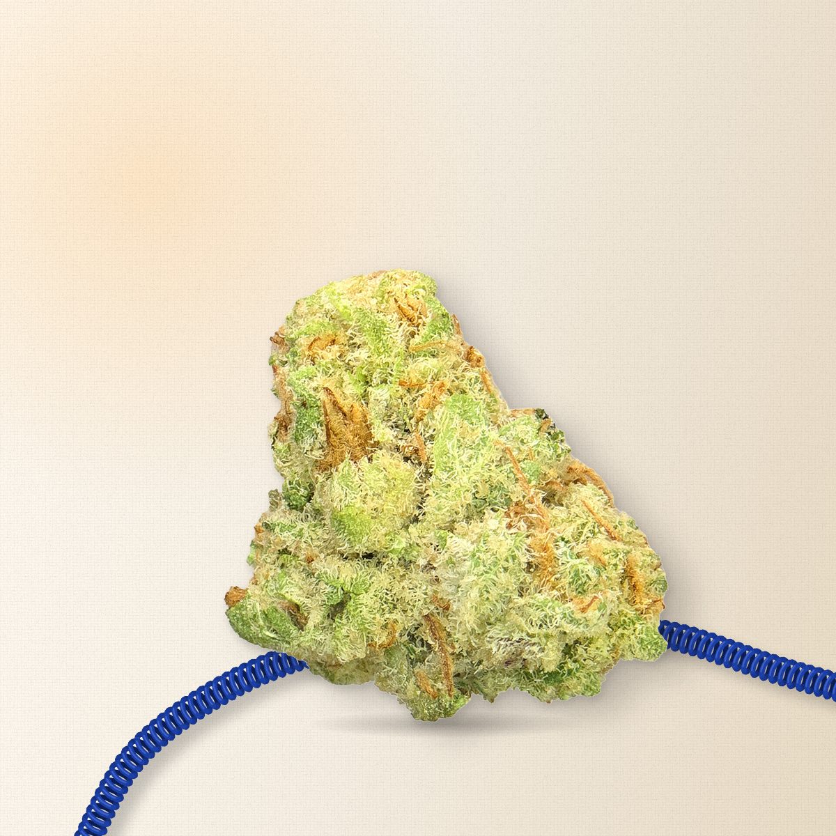 Guava Ultra Exotic cannabis flower bud on cream linen with a cobalt coiled phone cord