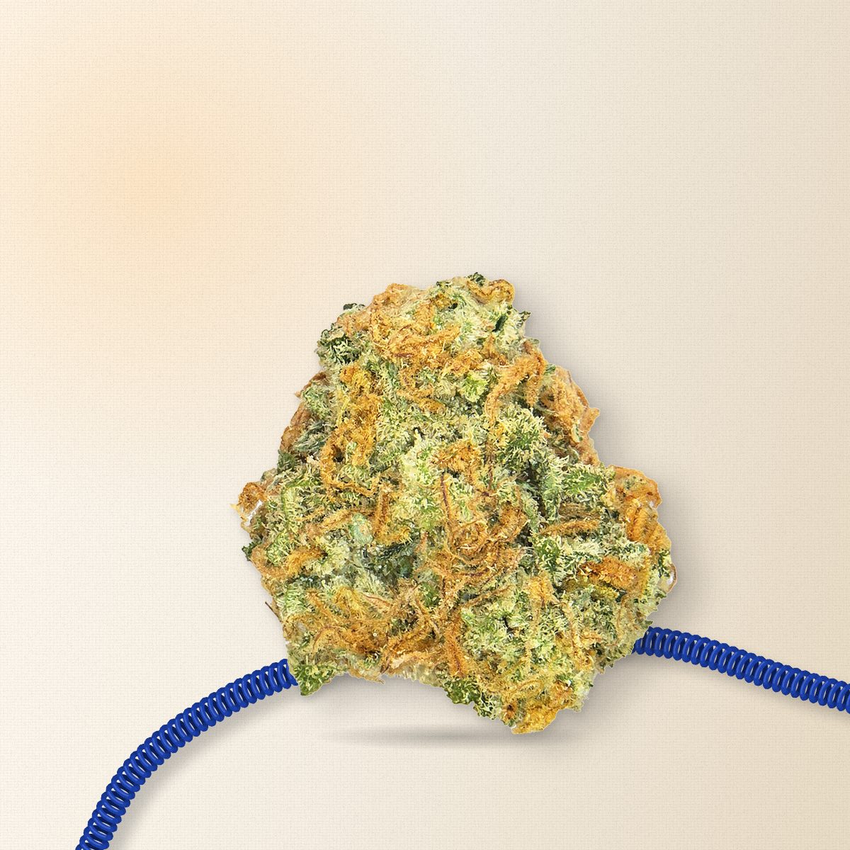 Sour Tangie Exotic cannabis flower bud on cream linen with a cobalt coiled phone cord