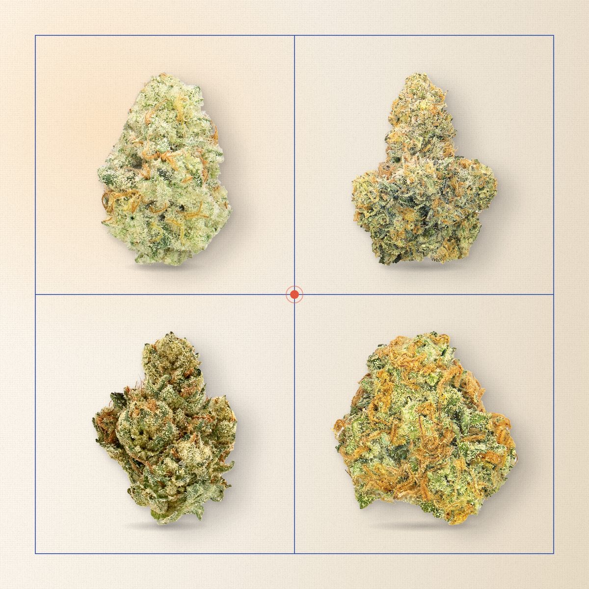 Super Lemon Haze, Island Sweet Skunk, Alien OG and Sour Tangie cannabis flower in a cobalt-lined grid on cream