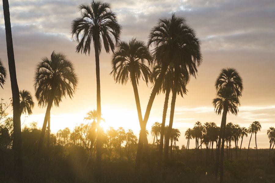 Tall palms against a Southern California sunset