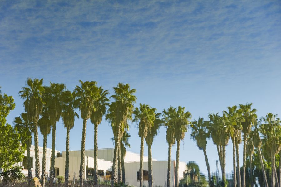 A line of tall palm trees against a Southern California sky