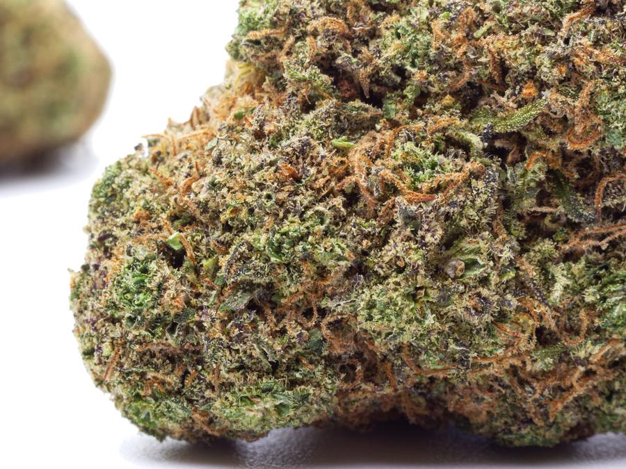 A dense cannabis flower bud on a white studio background