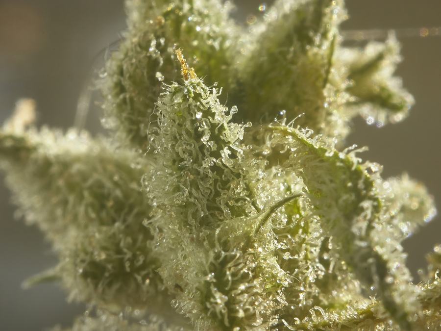 Cannabis flower up close, covered in trichomes